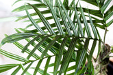 Rhaphidophora tenuis "regular form"